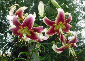 Lilium trigrinum 'White Twinkle'